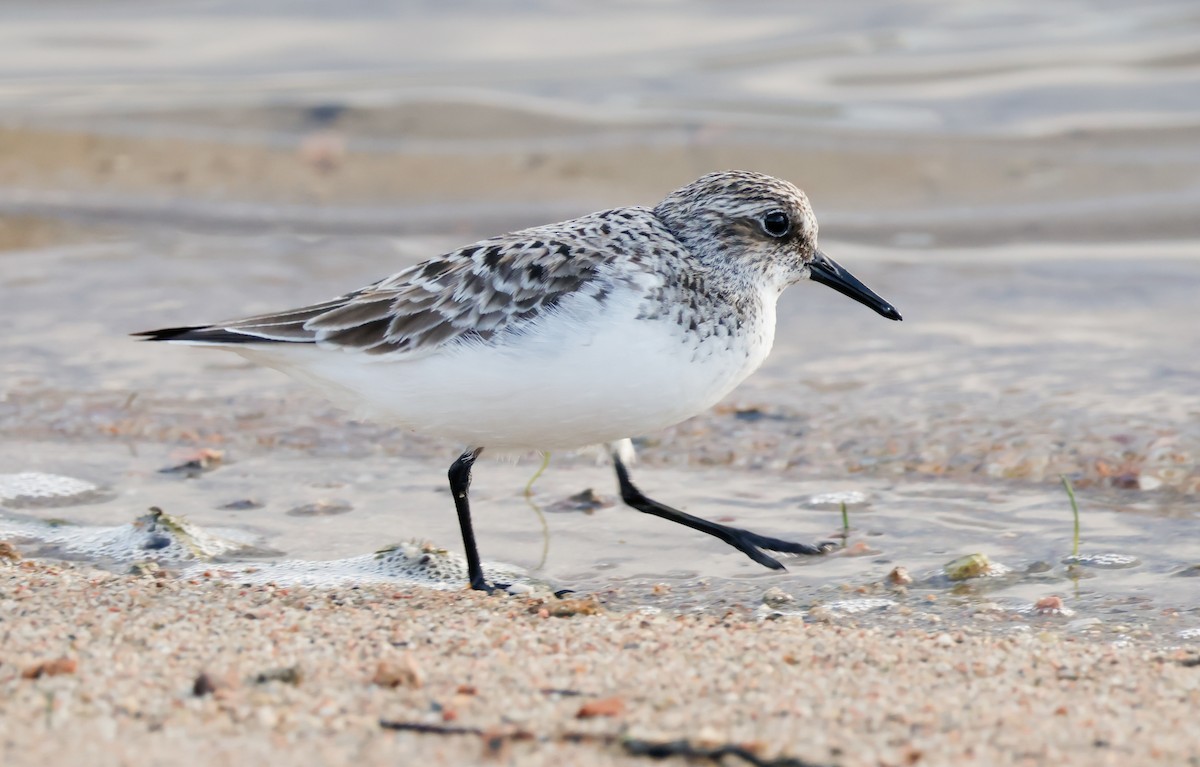 Bécasseau sanderling - ML619187534