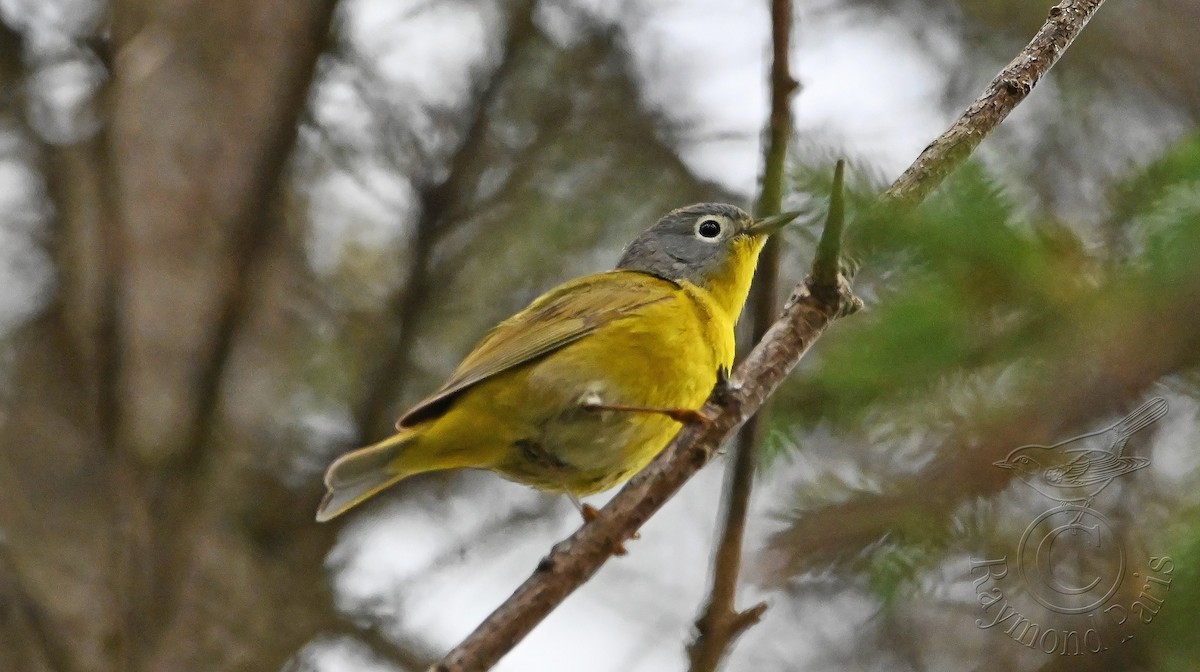 Nashville Warbler - Raymond Paris