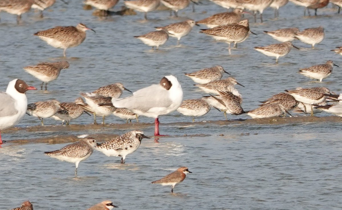 Great Knot - Peter Burke