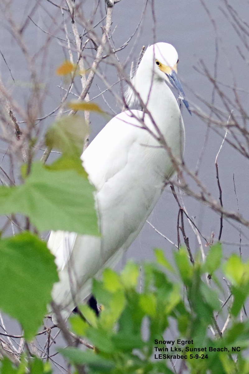 Snowy Egret - L Skrabec