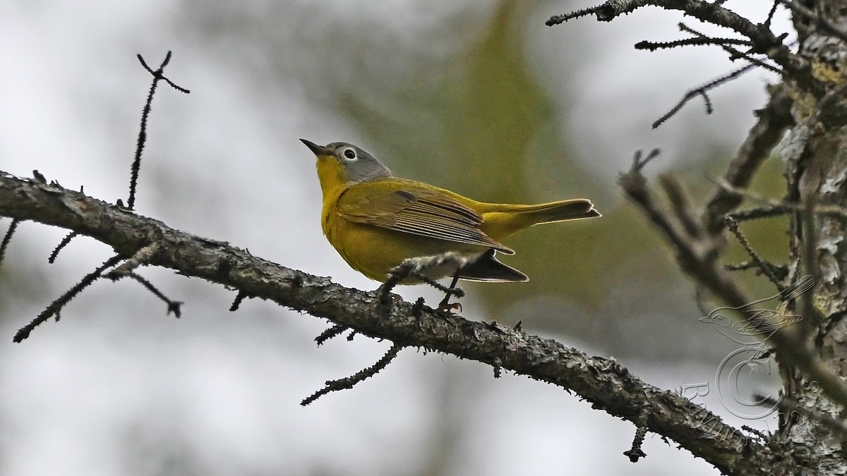 Nashville Warbler - Raymond Paris