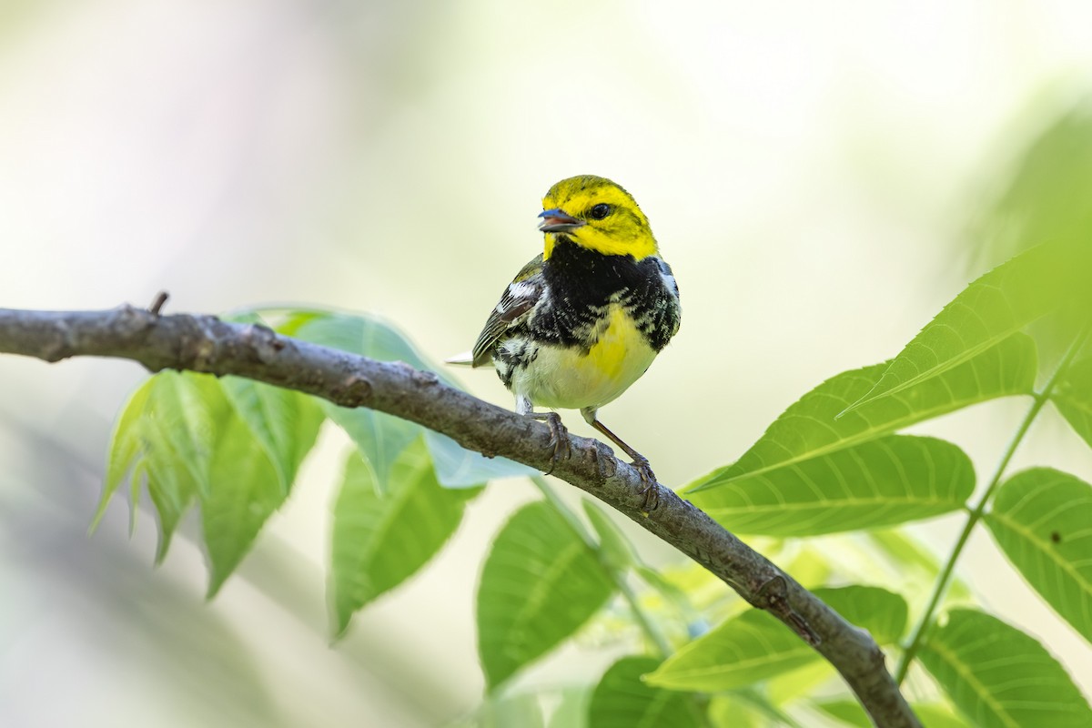 Black-throated Green Warbler - John Liber