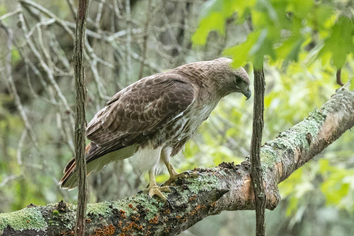 Red-tailed Hawk - Nancy Larrabee