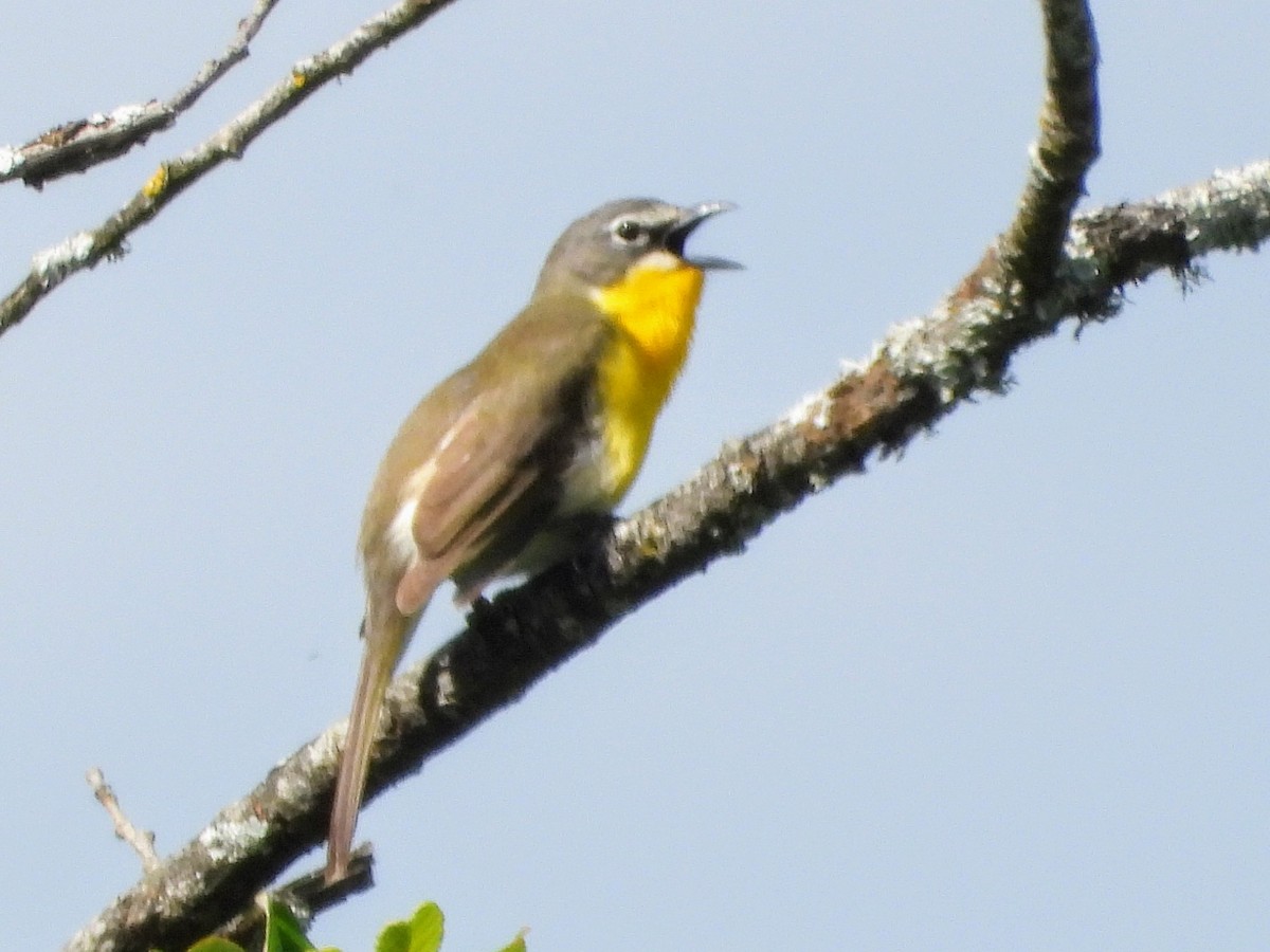 Yellow-breasted Chat - Robert Enns