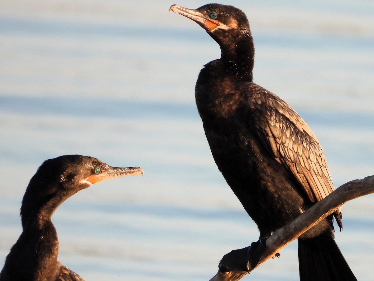 Neotropic Cormorant - Robert Neill