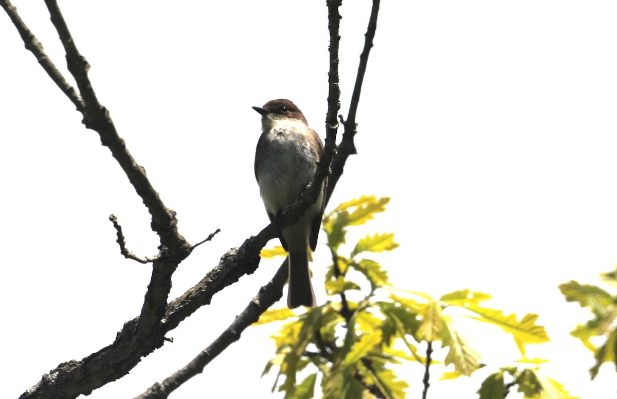 Eastern Phoebe - "Chia" Cory Chiappone ⚡️