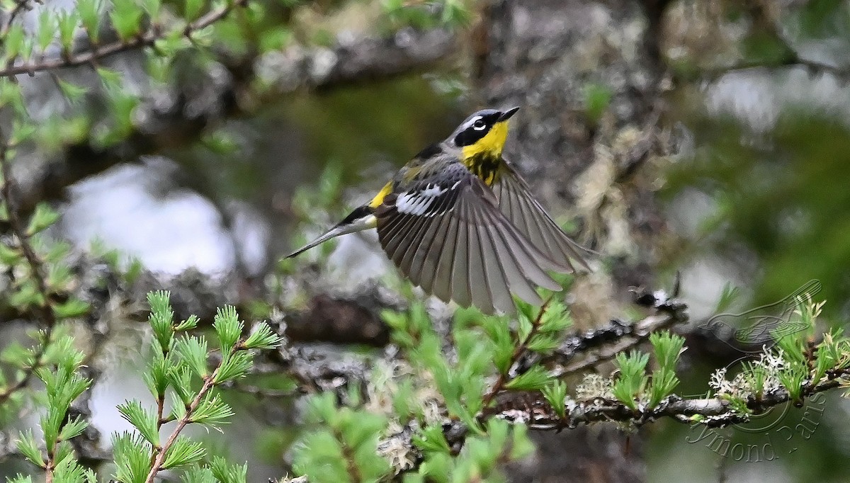 Magnolia Warbler - Raymond Paris