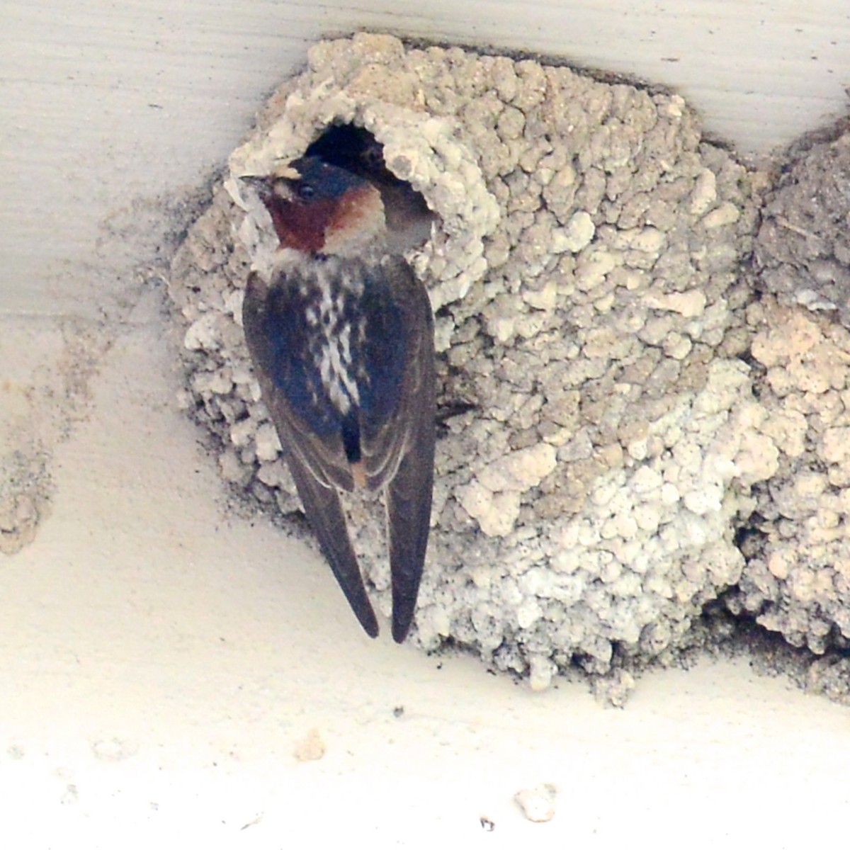 Cliff Swallow - ML619187589