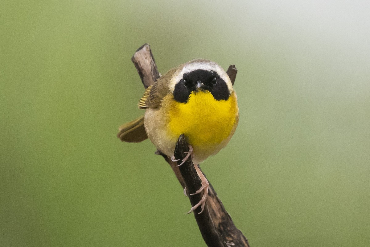 Common Yellowthroat - Nancy Larrabee