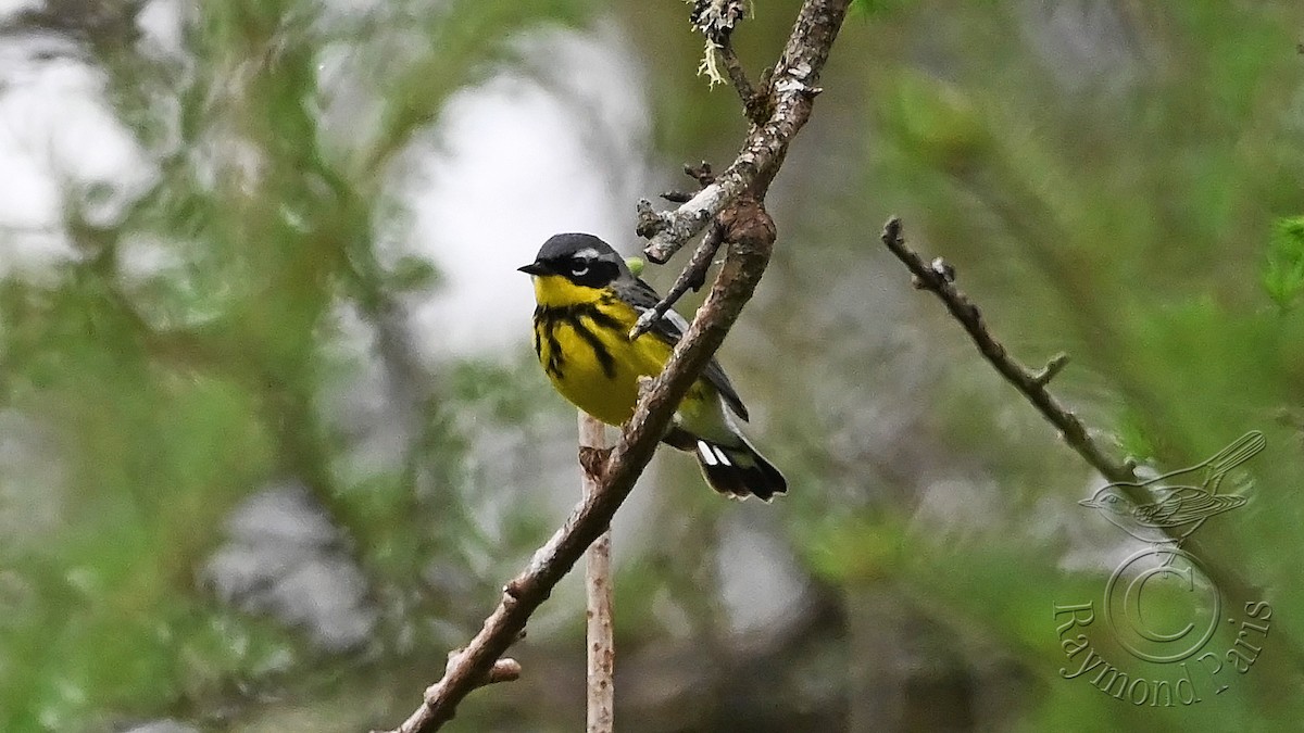 Magnolia Warbler - ML619187593