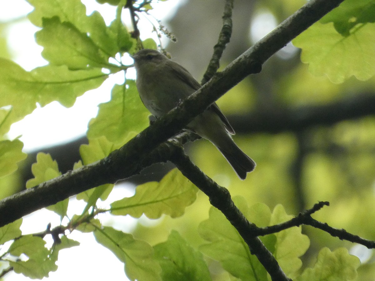 Common Chiffchaff - Mike Tuer