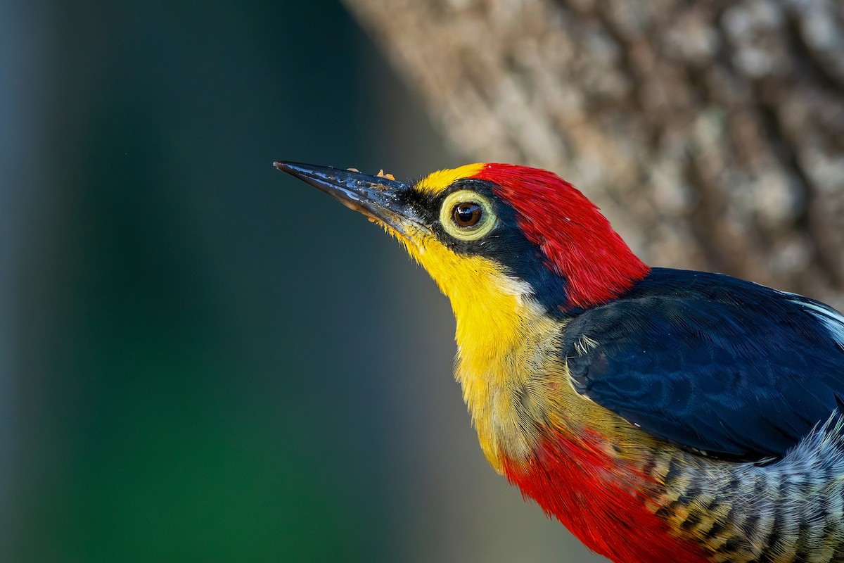 Yellow-fronted Woodpecker - Gabriel Bonfa