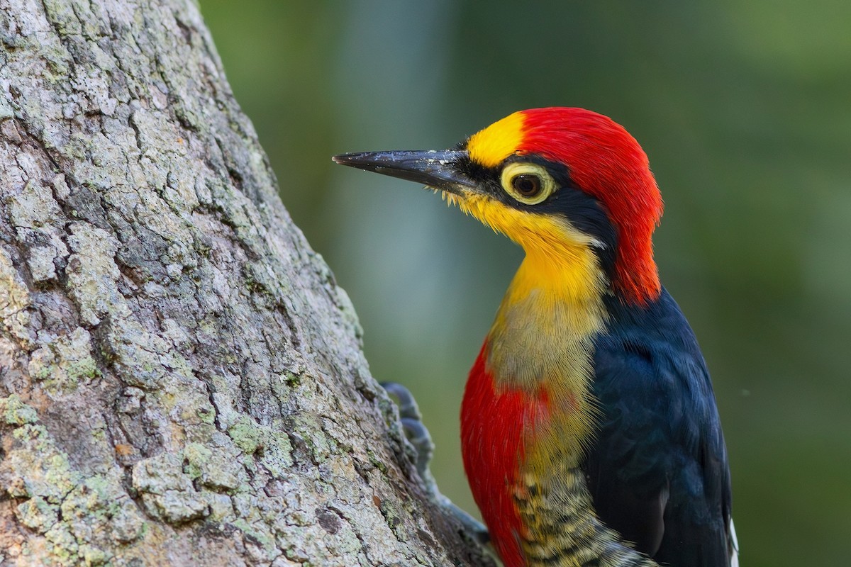 Yellow-fronted Woodpecker - Gabriel Bonfa