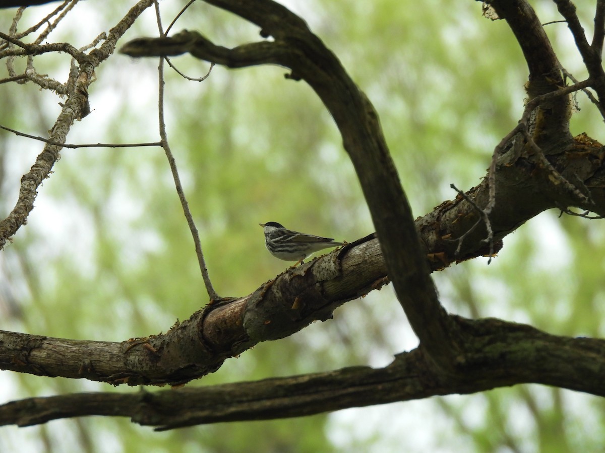 Blackpoll Warbler - ML619187628