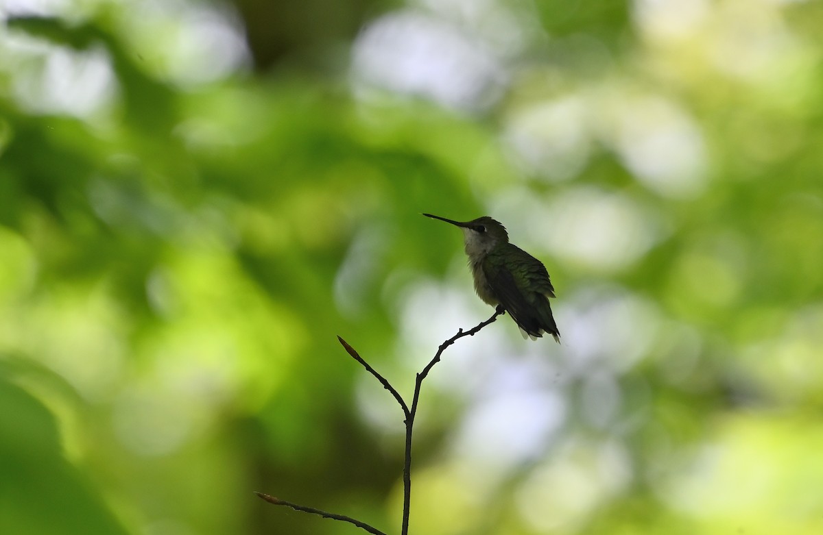 Ruby-throated Hummingbird - Donald Casavecchia