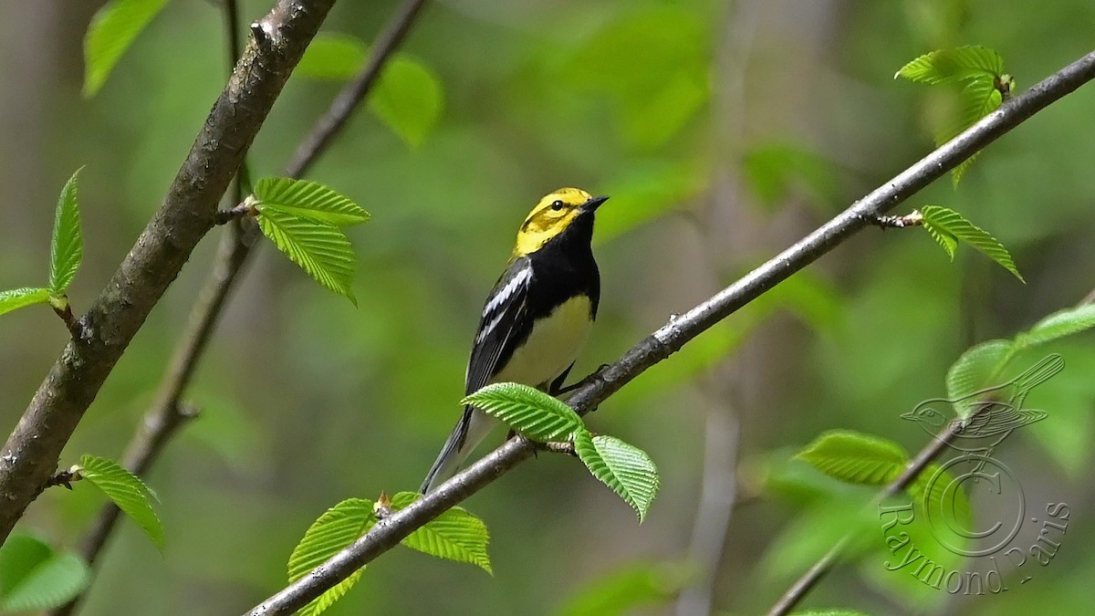 Black-throated Green Warbler - Raymond Paris