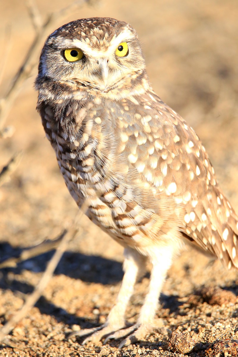 Burrowing Owl - ML619187643