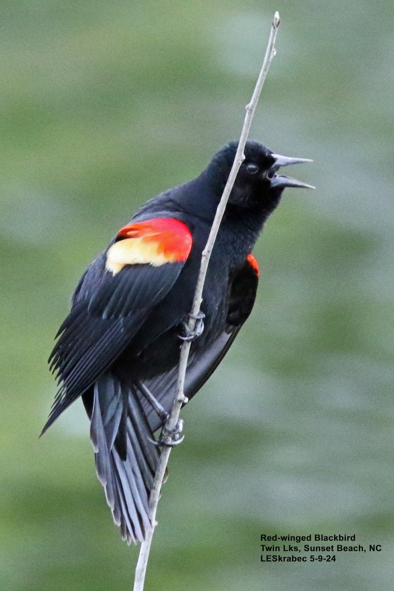 Red-winged Blackbird - L Skrabec