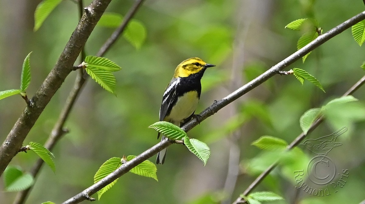 Black-throated Green Warbler - Raymond Paris