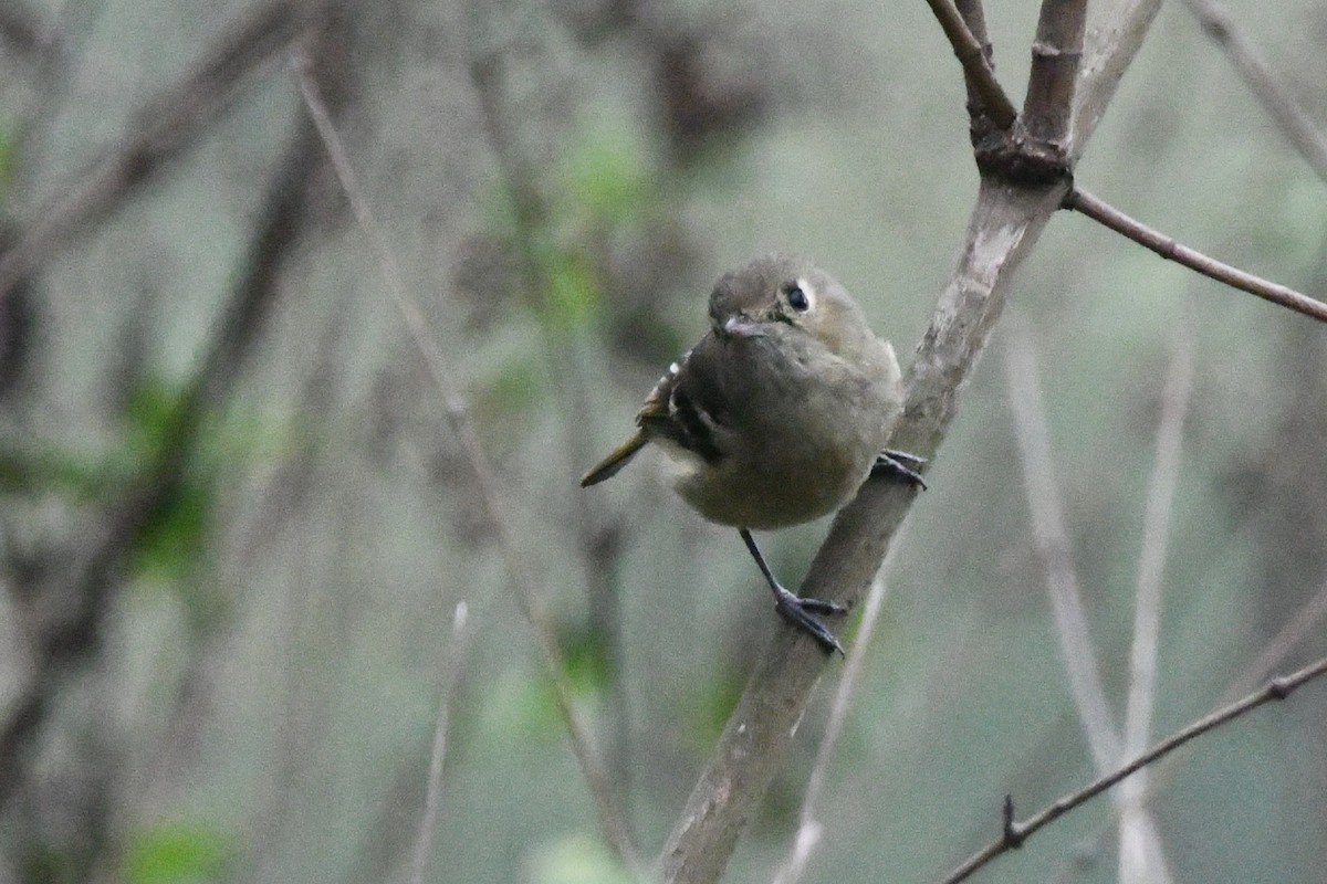 Hutton's Vireo - ML619187653