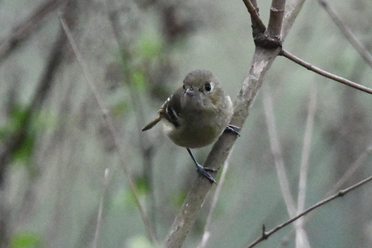 Hutton's Vireo - Jessy Lopez Herra