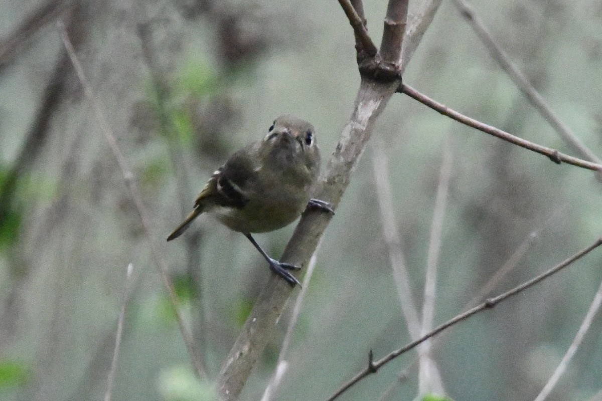 Hutton's Vireo - Jessy Lopez Herra