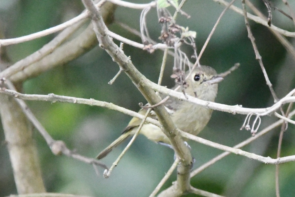 Hutton's Vireo - ML619187656