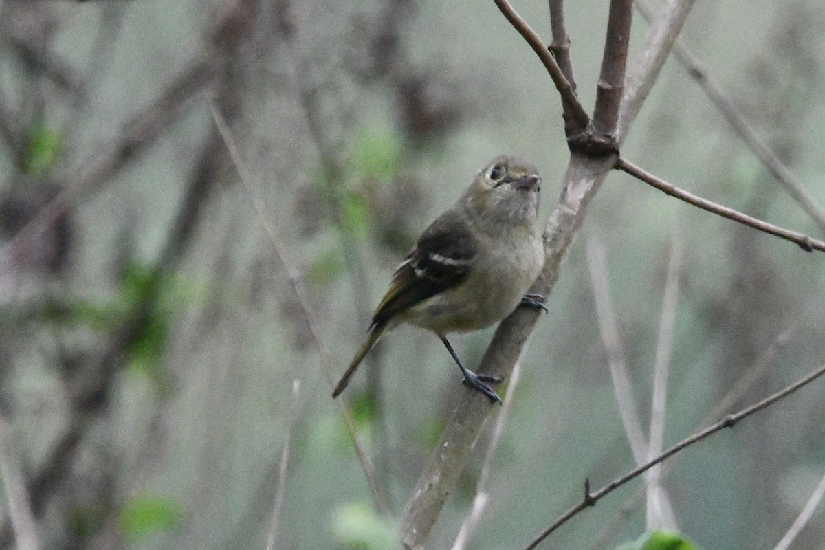 Hutton's Vireo - Jessy Lopez Herra