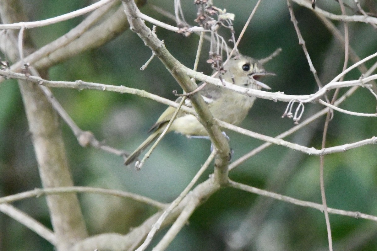 Hutton's Vireo - Jessy Lopez Herra