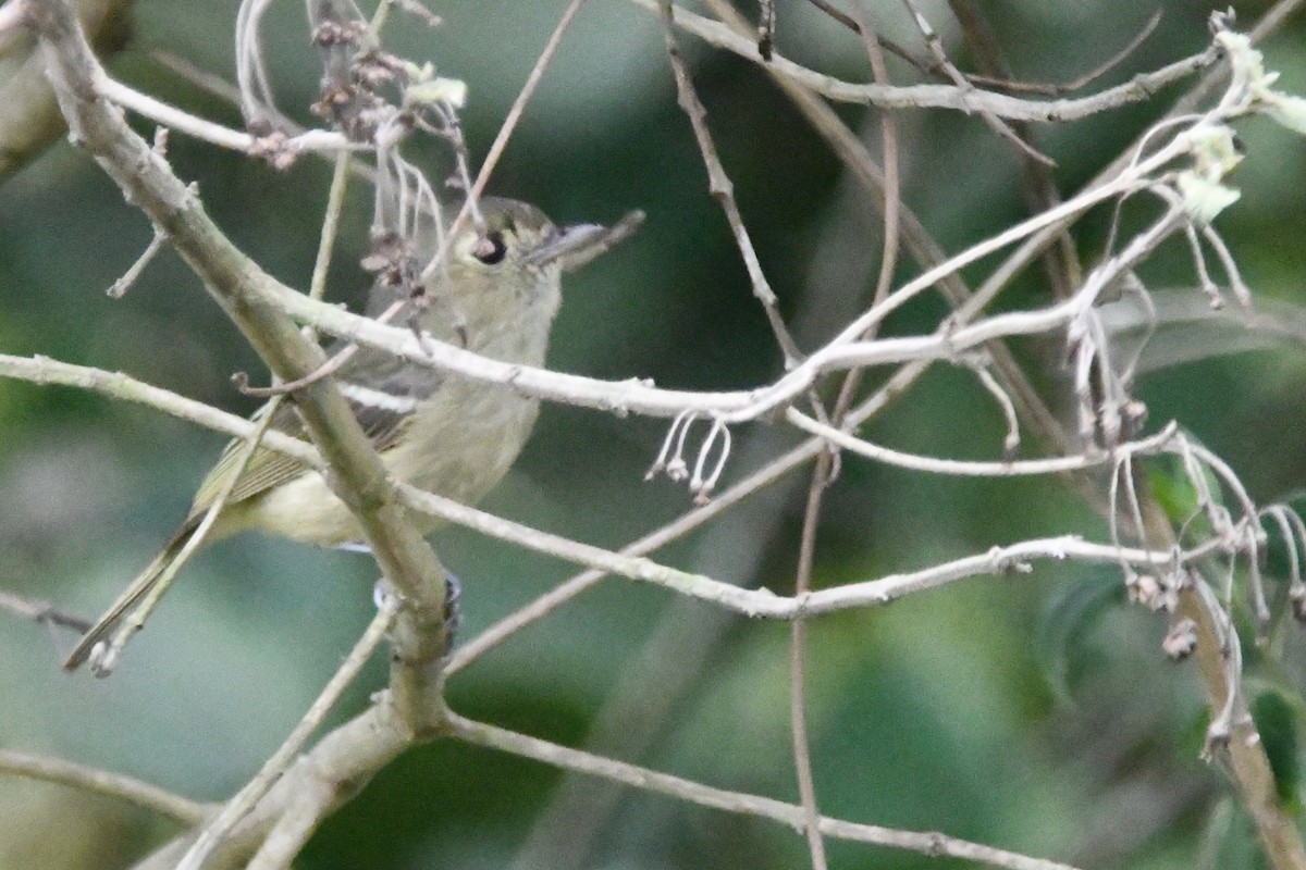 Hutton's Vireo - Jessy Lopez Herra