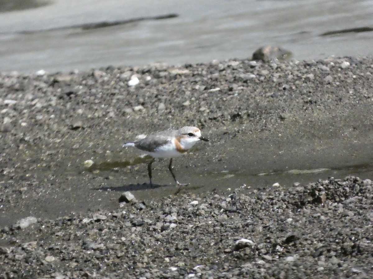 Chestnut-banded Plover - ML619187680