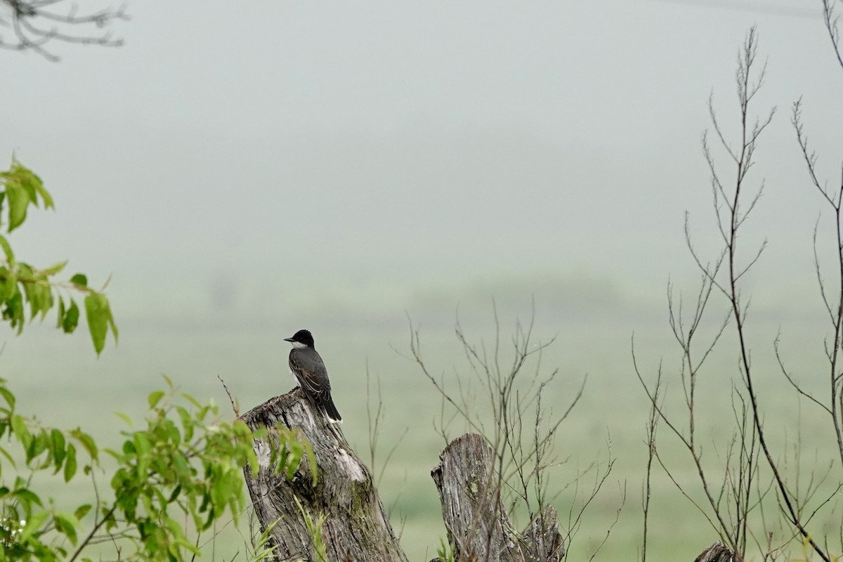 Eastern Kingbird - Rob Keys