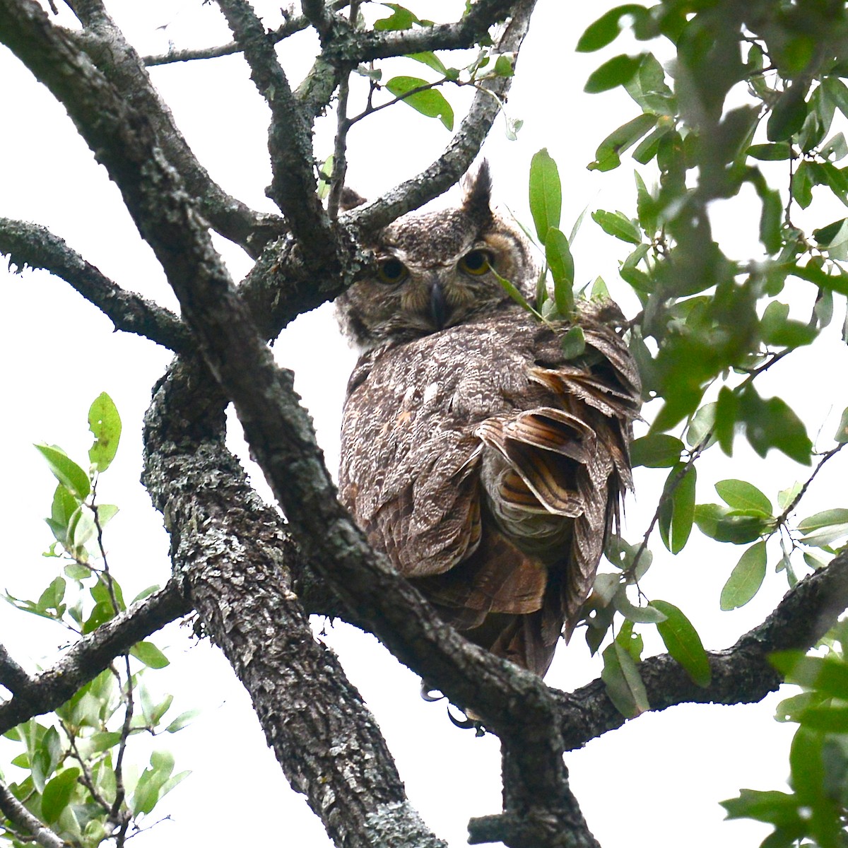 Great Horned Owl - T Reed