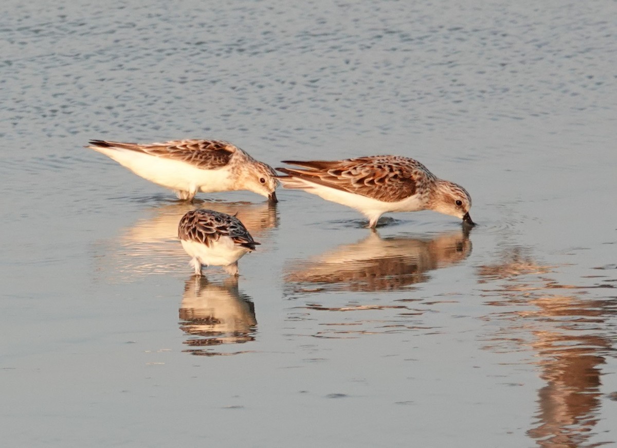 Red-necked Stint - Peter Burke