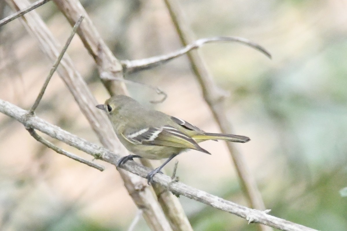 Hutton's Vireo - ML619187702