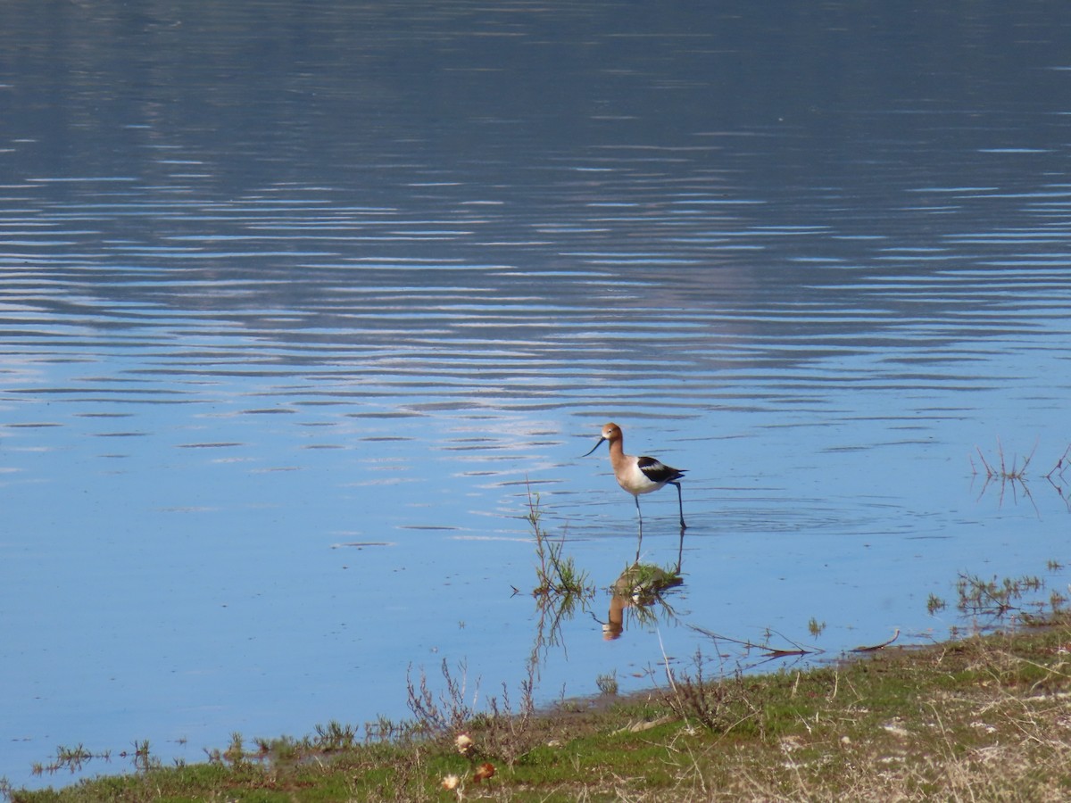 American Avocet - PL Osborn