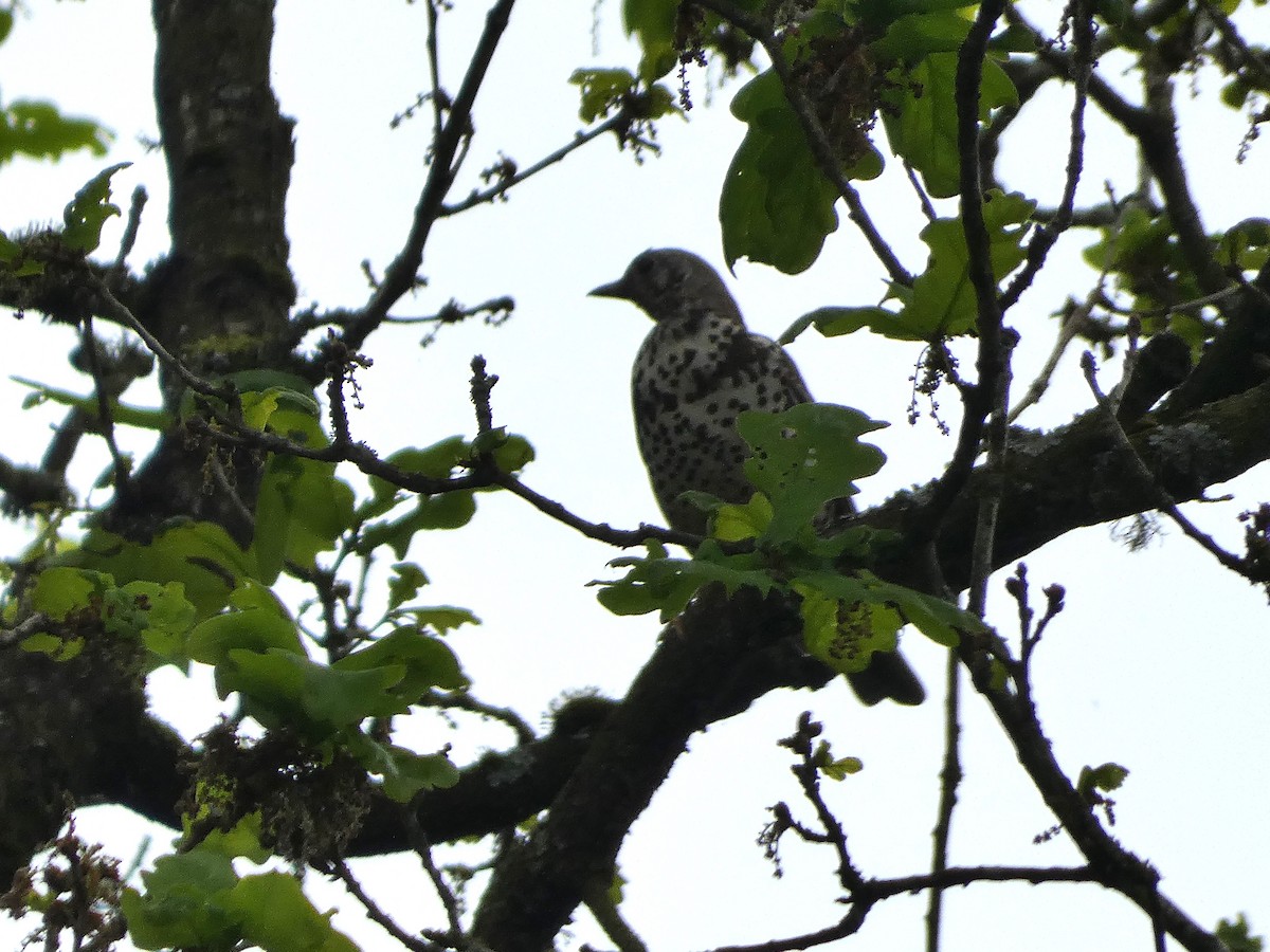 Mistle Thrush - Mike Tuer