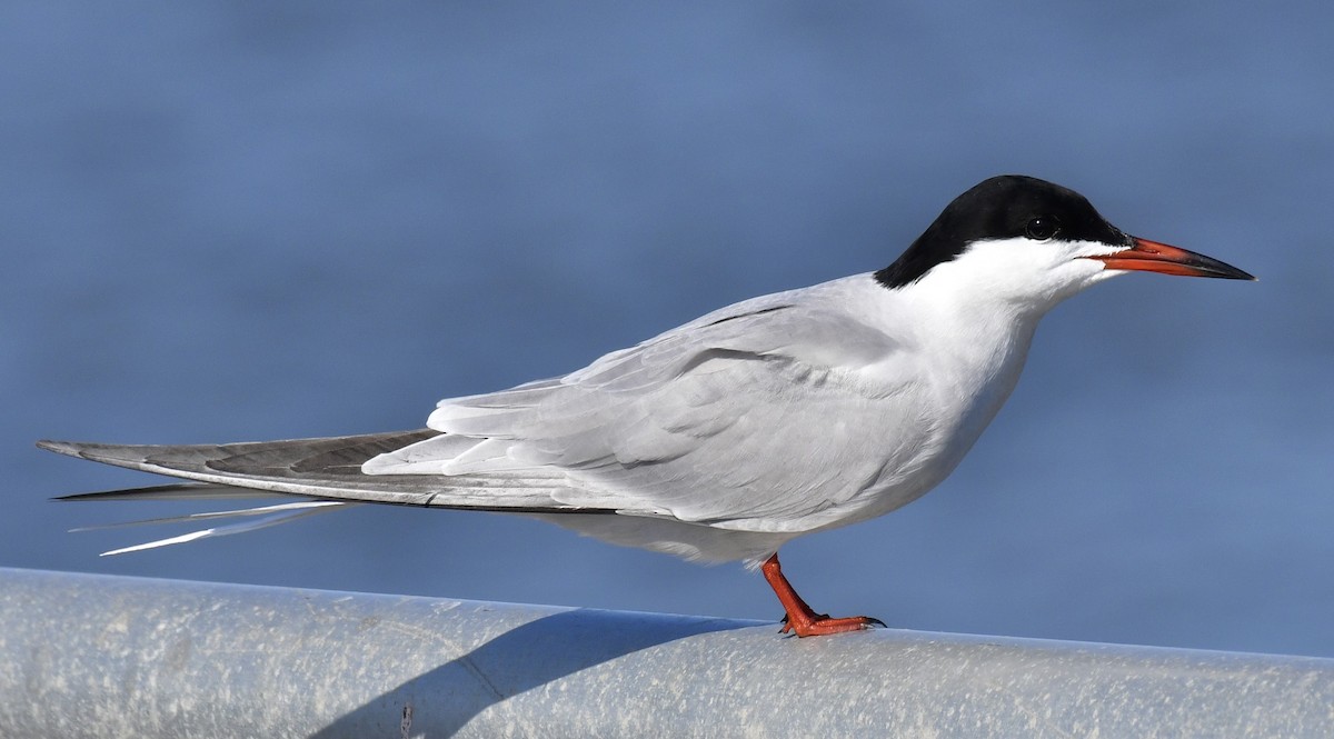 Common Tern - Harrison Calvin