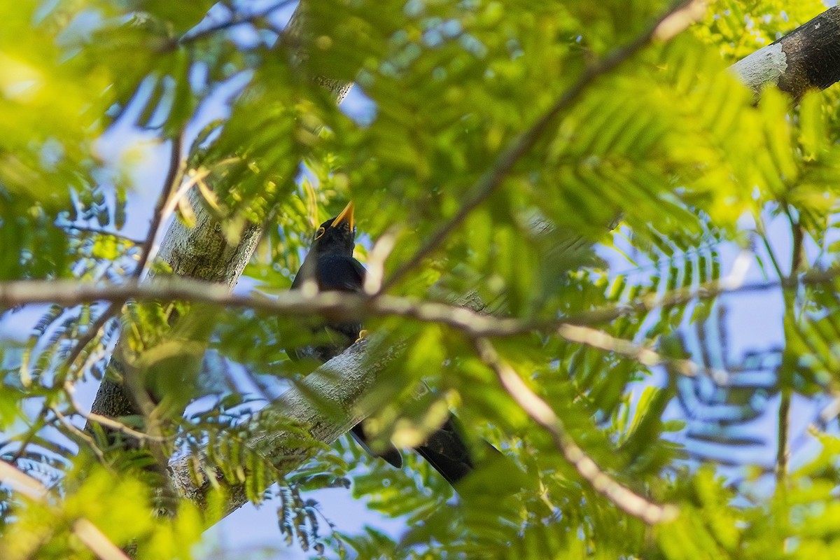 Yellow-legged Thrush - ML619187730