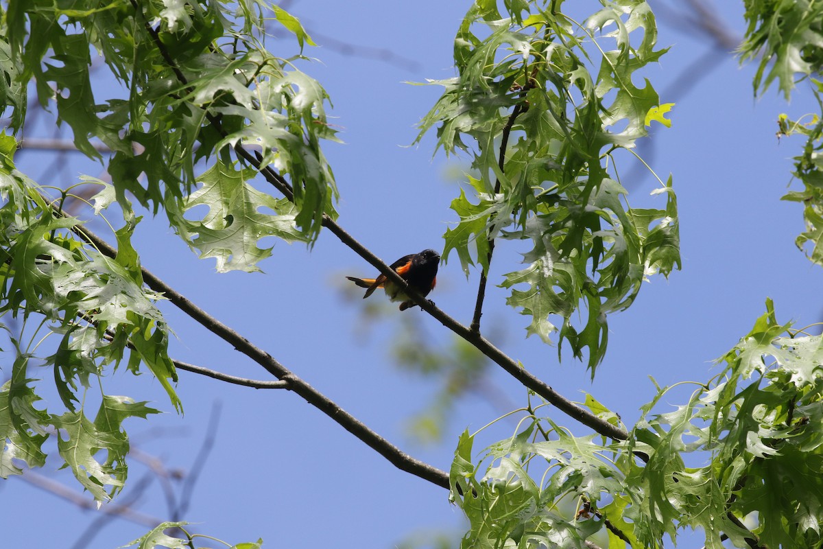 American Redstart - Andrew Vallely