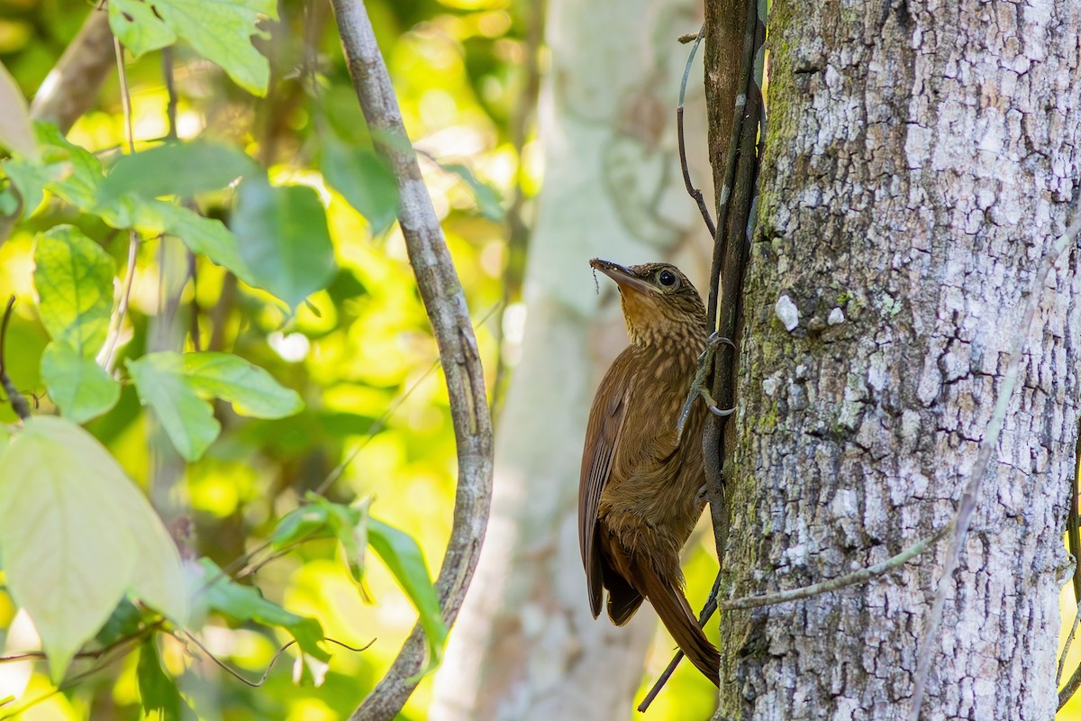 Buff-throated Woodcreeper - Gabriel Bonfa