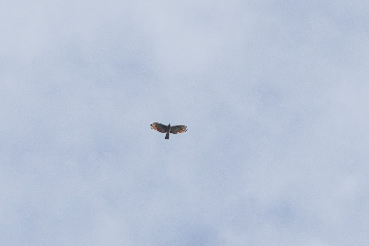 Hook-billed Kite - ML619187756