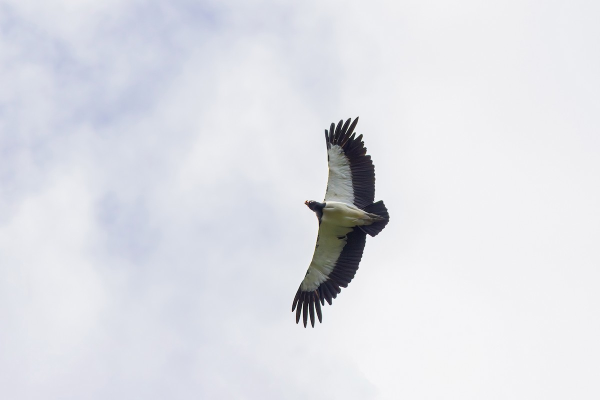 King Vulture - Gabriel Bonfa