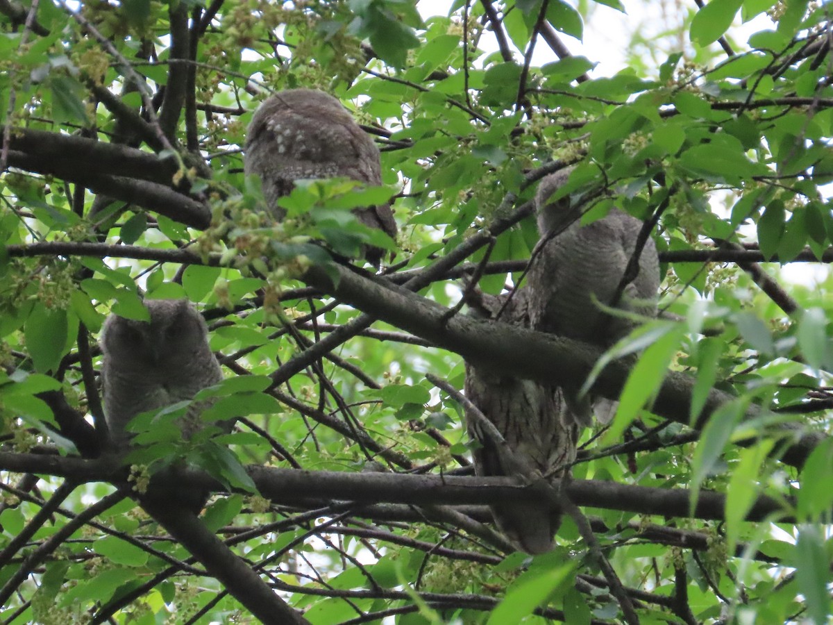 Eastern Screech-Owl (Northern) - ML619187773