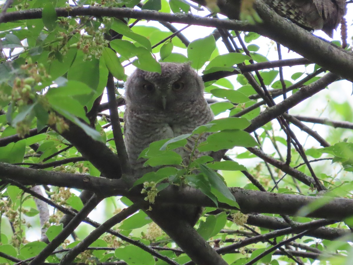 Eastern Screech-Owl (Northern) - Christopher Hollister