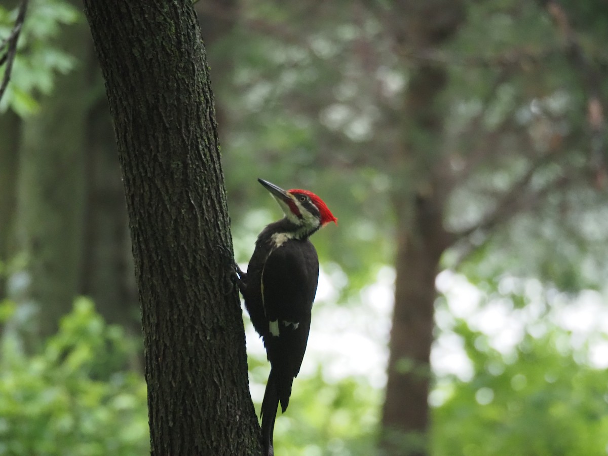 Pileated Woodpecker - david parsley