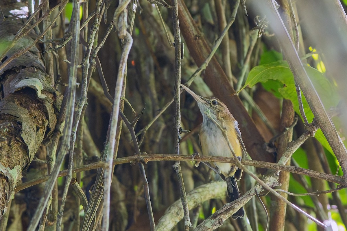 Long-billed Gnatwren - Gabriel Bonfa