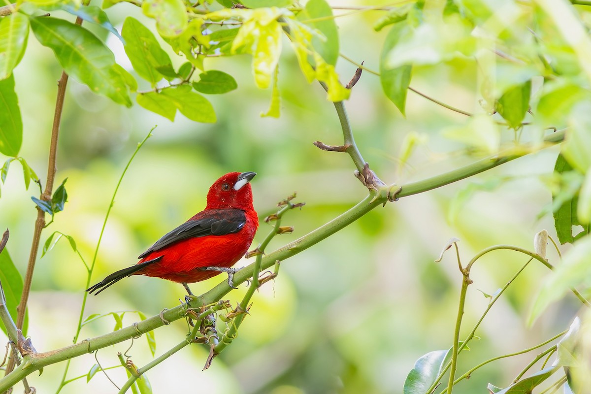 Brazilian Tanager - Gabriel Bonfa