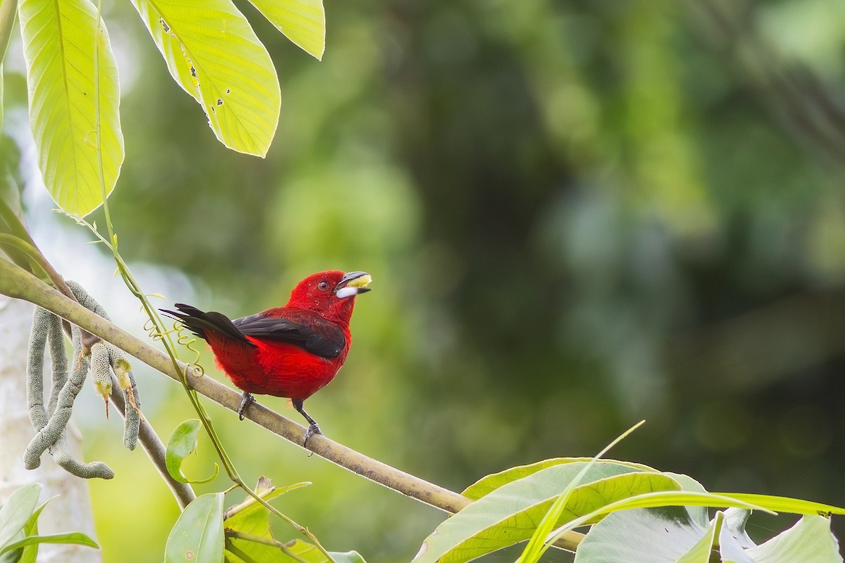 Brazilian Tanager - Gabriel Bonfa