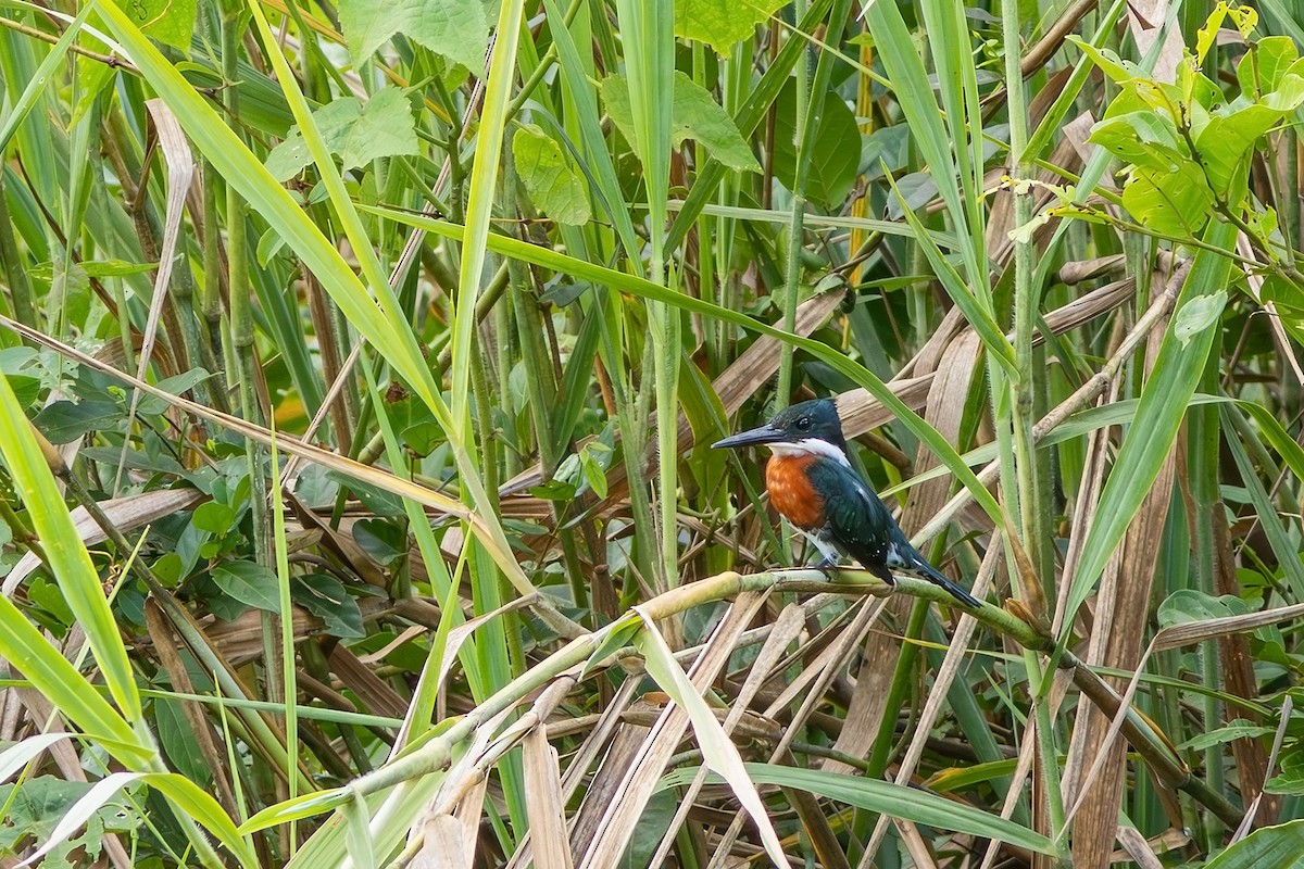 Green Kingfisher - Gabriel Bonfa